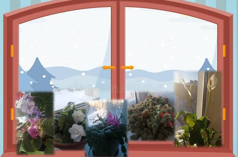 🌺ЦВЕТОЧНАЯ КРАСОТА НА ОКНЕ🌺……..