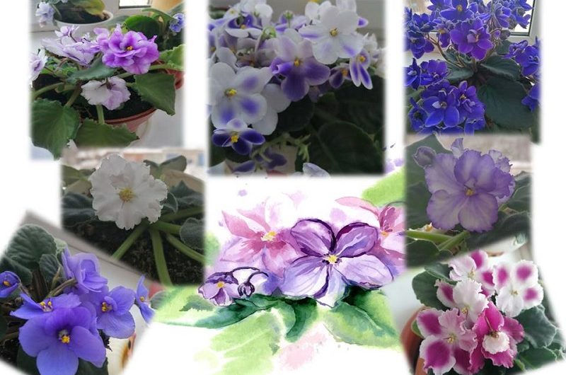 🌺А У НАС ВСЕГДА ЛЕТО, ХОРОШЕЕ НАСТРОЕНИЕ🌺….
