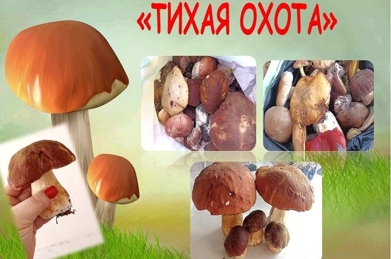 «ТИХАЯ ОХОТА»